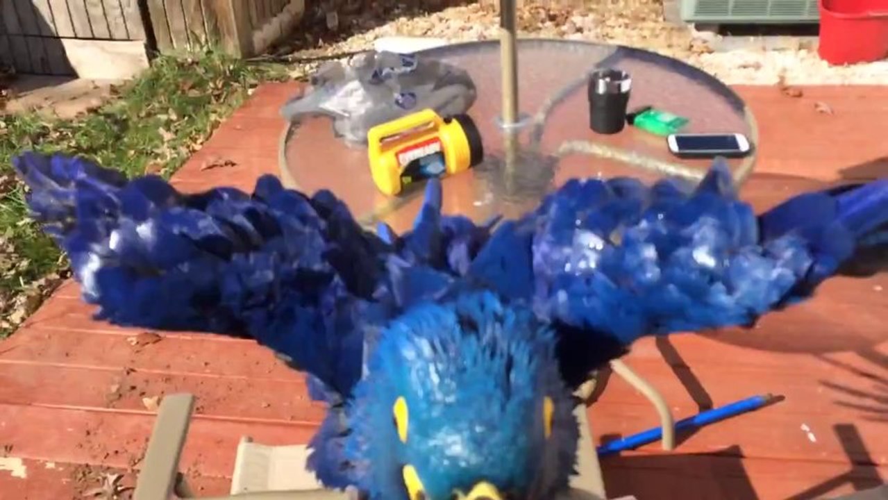 My hyacinth macaw taking bath
