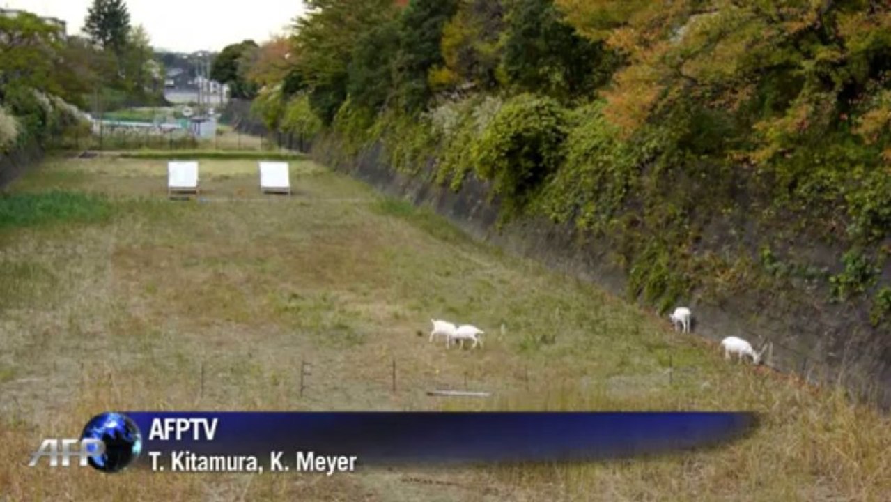 Cabras cortan el césped en Japón