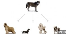 Were Dogs Domesticated In Europe? Scientists Disagree