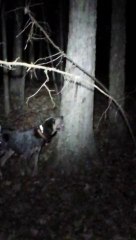 Blu and Pepper tree #6 Saturday 11/09/2013