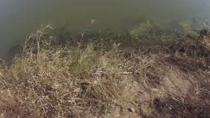 창원 산남지 3643 중류 쪽 진입 11.13.2013 GoPro Bass Fishing