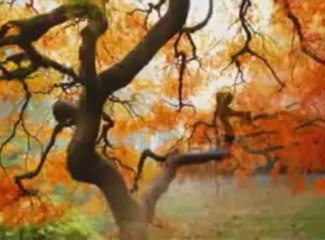 Eugen doga.avi - YouTube [240p]