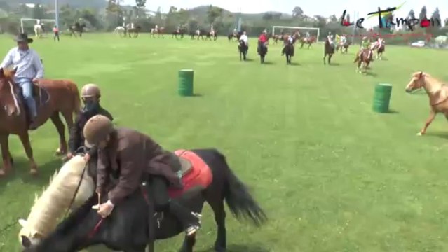 Les journées du cheval 2013