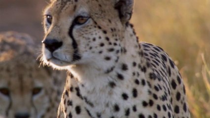 Życie. Odc.7. Łowcy i łowieni.