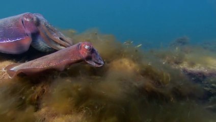 Życie. Odc.8. Stworzenia z głębin.