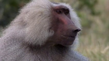 Życie. Odc.10. Naczelne.