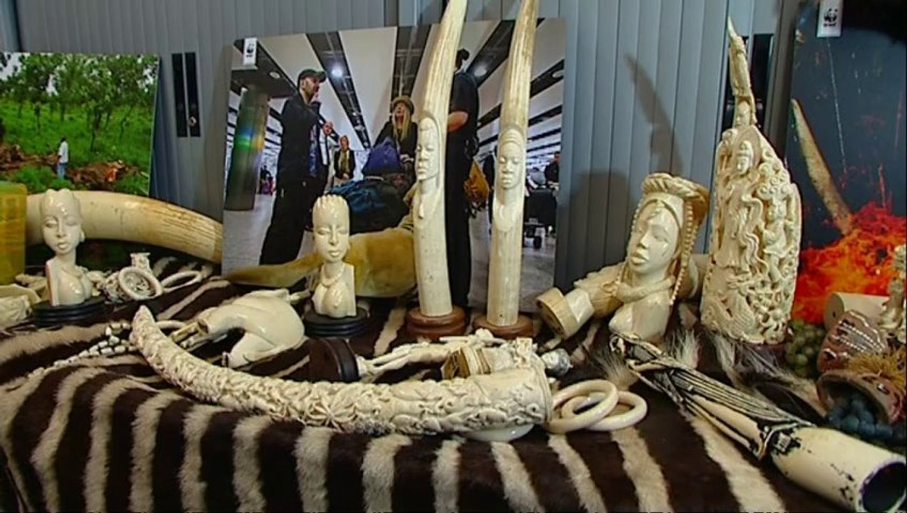 Record number of smuggled animals seized