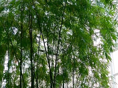 Битва динозавров уйдёт с молотка