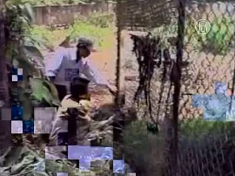 Учёные: дикая сестра коровы имеет шанс выжить