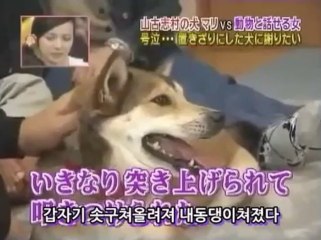 하이디 - 야마시코 마을의 개 마리