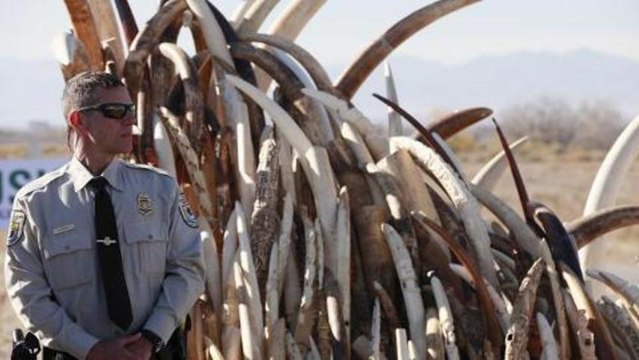 US ivory destroyed to stop illegal trade