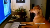 Dogs Acting Like Humans - FUNNY ANIMAL COMPILATION