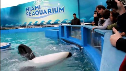 Tribute to the Dolphins - Oasis (Zach Affolter)