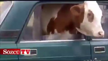 Binek otomobiline inek sığdırdılar