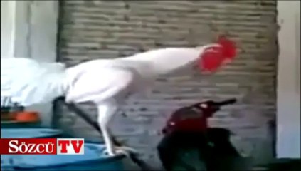 Saba Tümer’in horozunu bulduk!