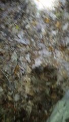 Blu and Pepper tree #9 Saturday 11/09/2013