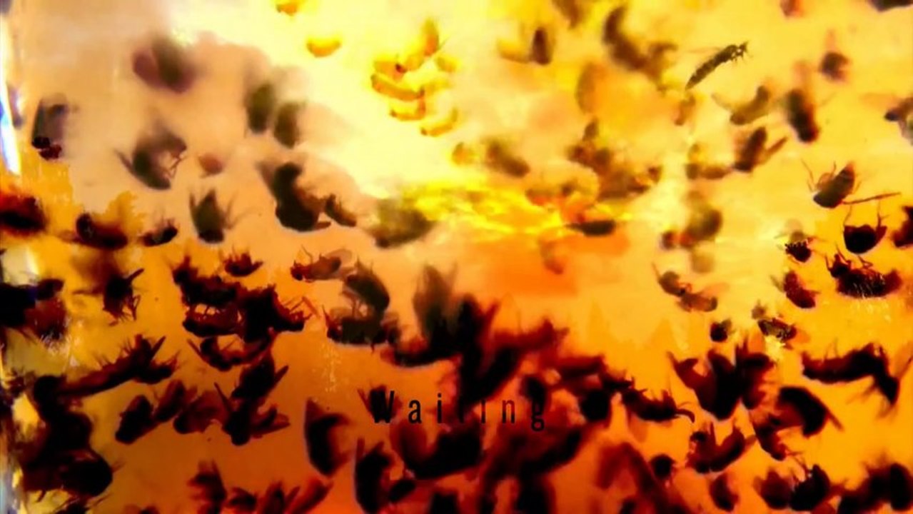 HANGING GARDEN - I Was A Soldier (lyric video)