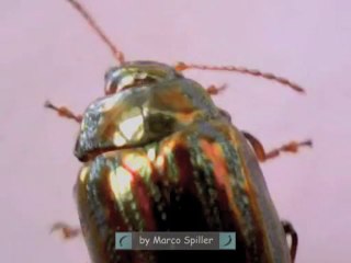 Chrysolina americana