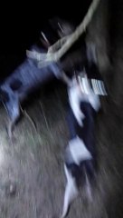 Blu and Pepper tree #10 Saturday 11/09/2013