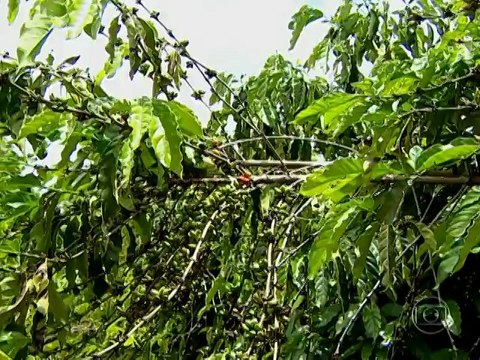 Globo Reporter - Cidades Mais Jovens Do Brasil - 15/11/2013 Parte.4 Final (480p)