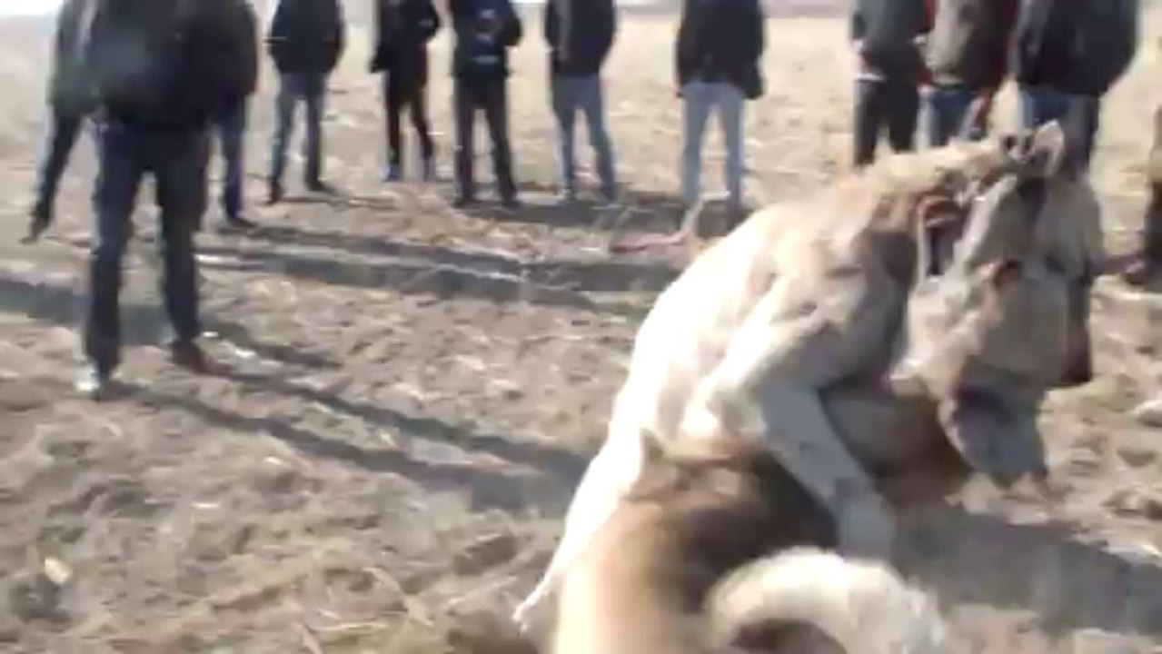 iliceli salihin bozo ve bolbolun efes