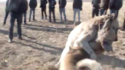 iliceli salihin bozo ve bolbolun efes