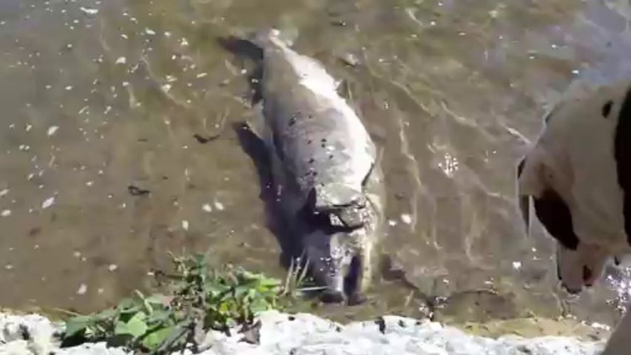A FISH STORY