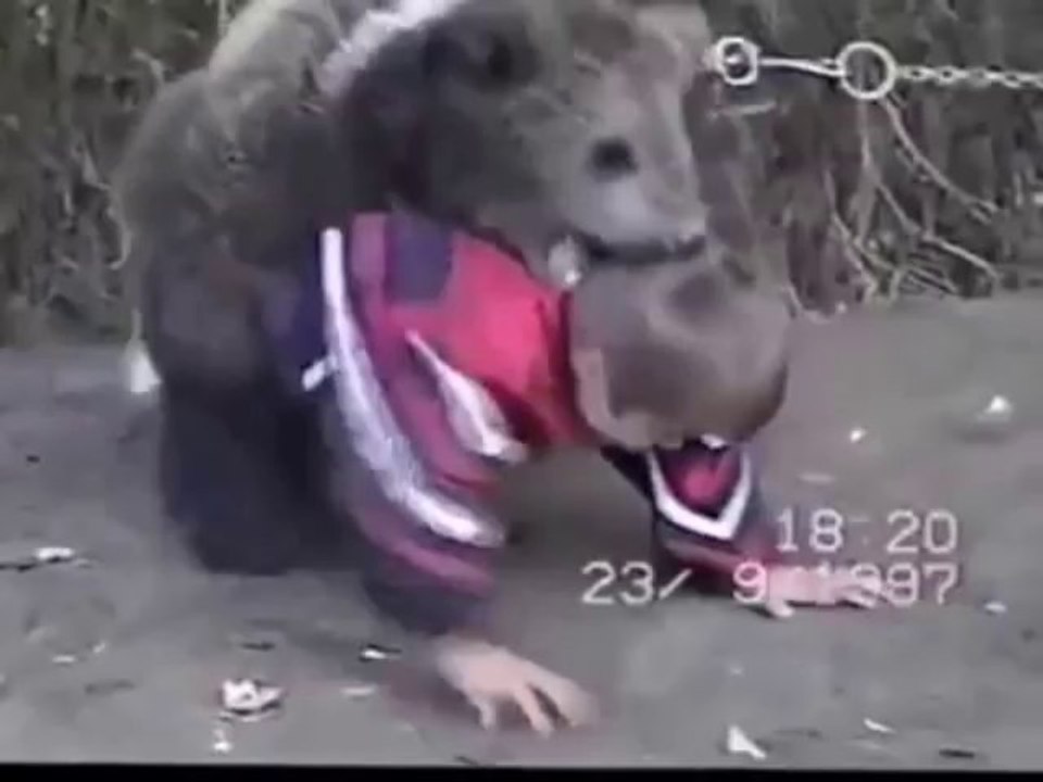 Bear Vs Child... Awesome fight!