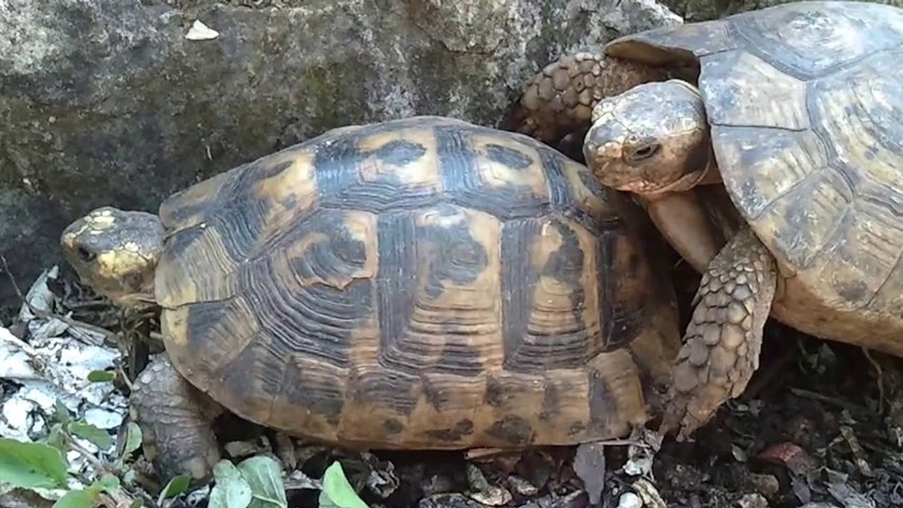 Turtle relations end badly