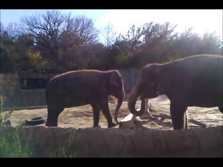 Elephants Tries To Break Stick, Quits In Frustration
