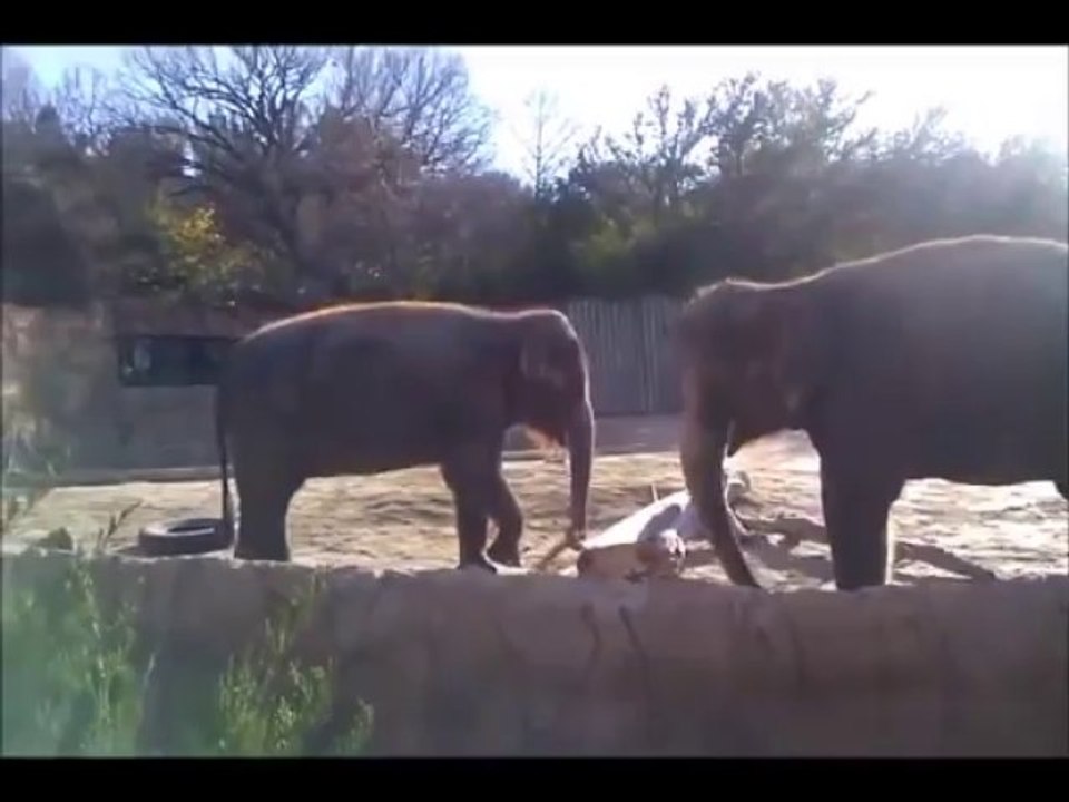 Un Éléphant veut casser un bout de bois et s’énerve dessus. Marrant!