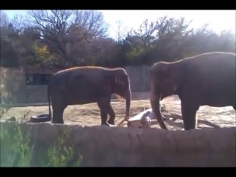 Un Éléphant veut casser un bout de bois et s’énerve dessus. Marrant!