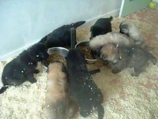 16 novembre 2013 : Iros (rose) puis Blanc et Rouge