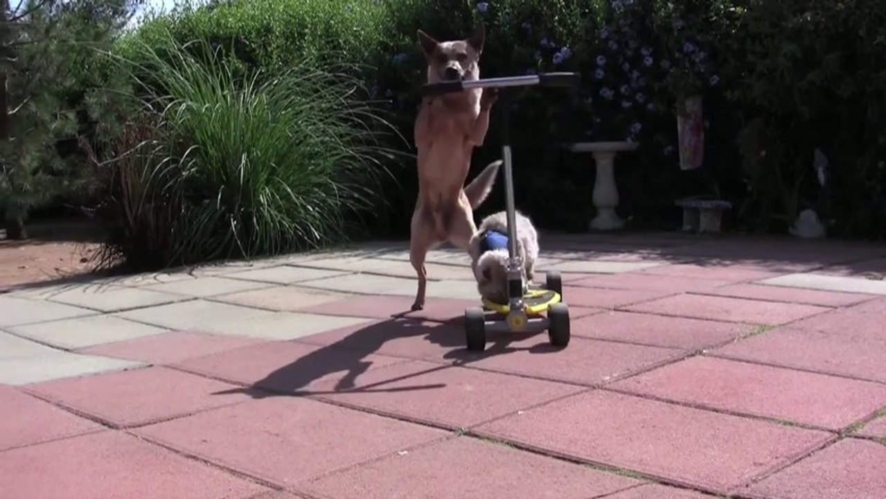 Un CHIEN pousse une trottinette avec un CHAT dessus!