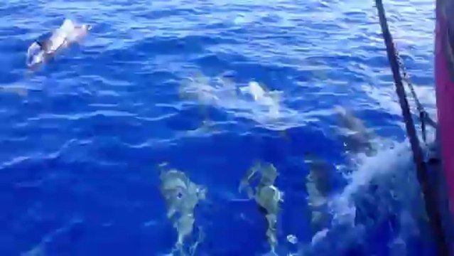 Les Dauphins long-bec & le HNOSS