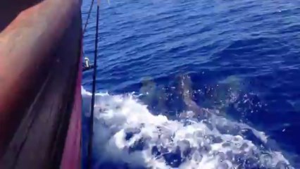 Les Dauphins long-bec & le HNOSS