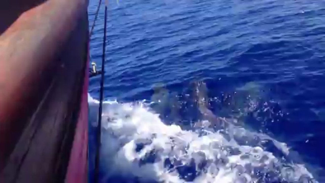 Les Dauphins long-bec & le HNOSS