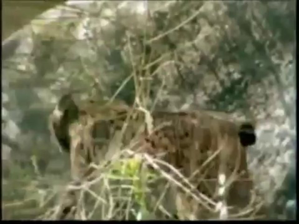 Vaşak Kedisinin Kuş Avı - Belgesel