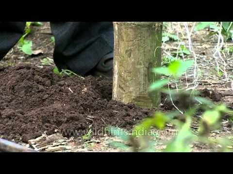 Tribal man laying foundation of his thatched hut