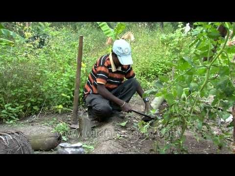 Tree house tribe: Building thatched huts on the ground