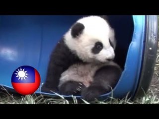 Baby panda Yuan Zai does cute baby panda things