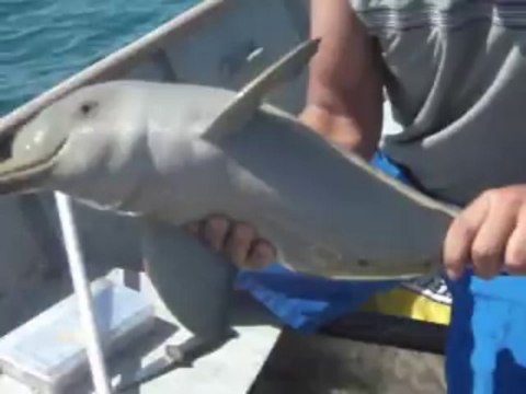 Un dauphin sauvé d'un sac en plastique