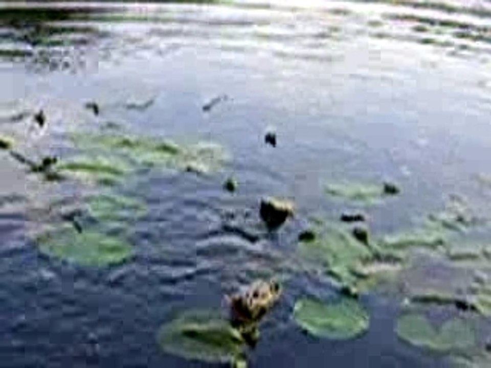 Brochet irlandais en casting