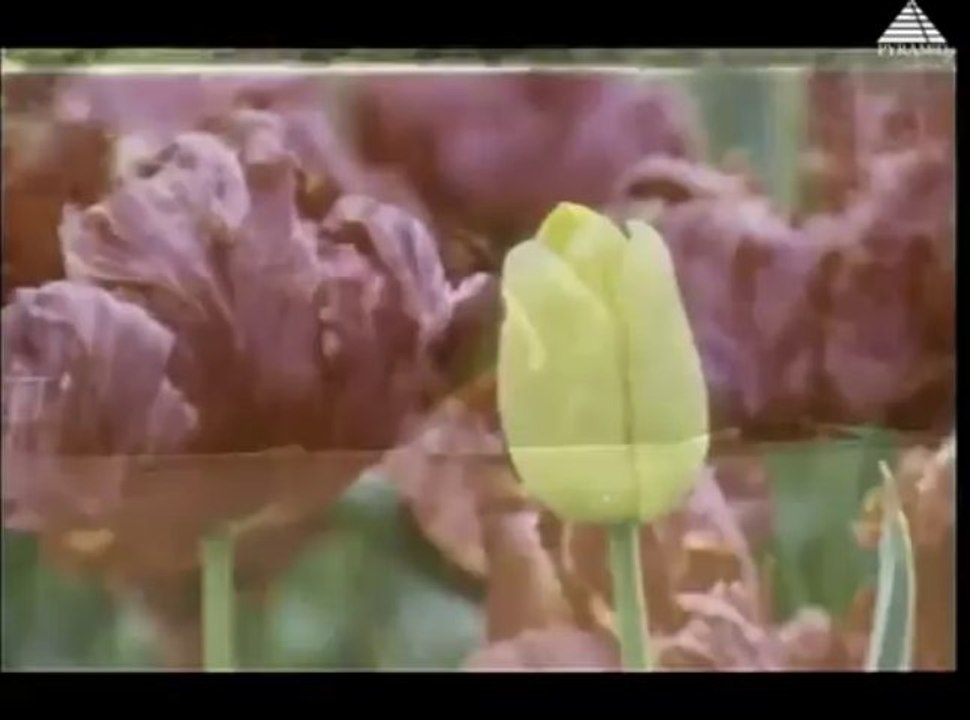 Mr Madras (1995) - Akka Maga