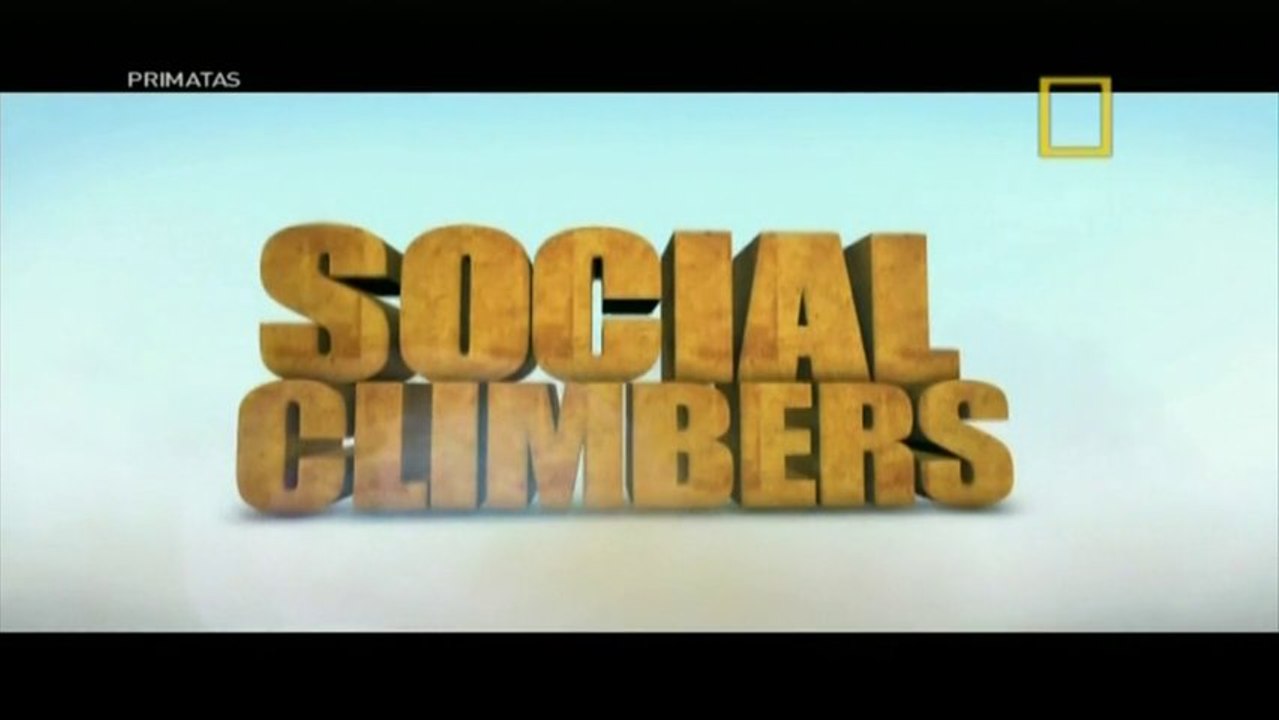 Primatas - Ep 3 Relações Sociais [NatGeo]