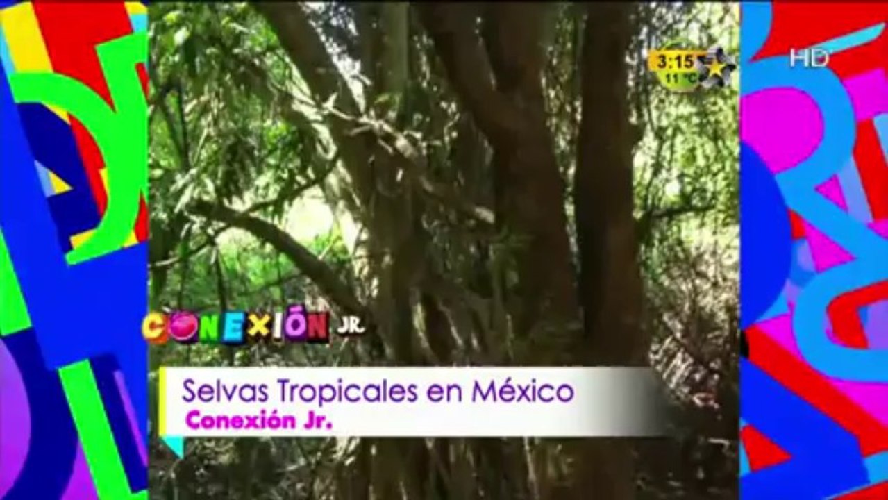 Conexión Jr. (Selvas Tropicales de México)