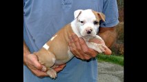 AMAZONKA kennel - amstaff puppies (11-2013)