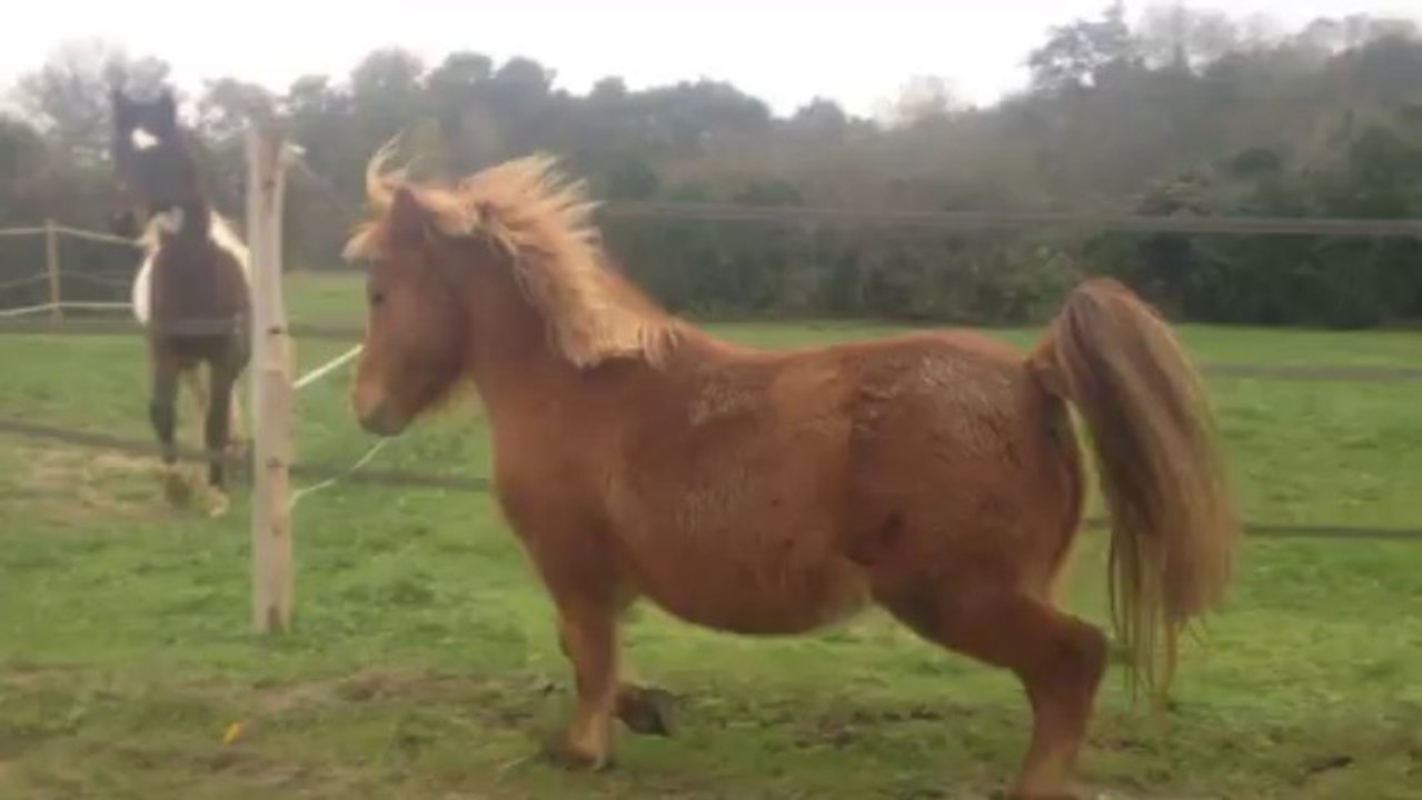 pomponette and co