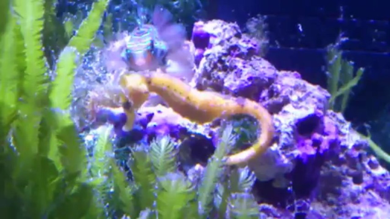 Hippocampes