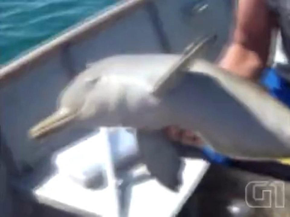 Il sauve la vie d'un Bébé Dauphin. Adorable!